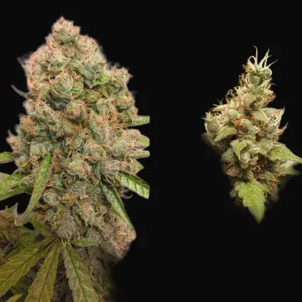 Auto Critical Orange Punch — zdjęcie 2