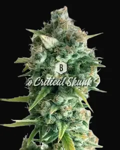 Auto Critical Skunk XL