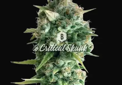Auto Critical Skunk XL