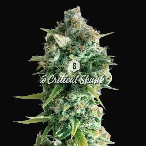 Auto Critical Skunk XL