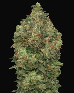 Auto Critical Soma