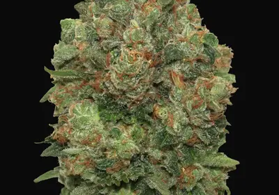 Auto Critical Soma