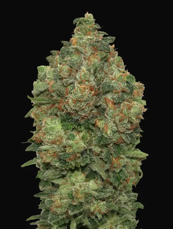Auto Critical Soma