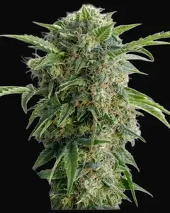 Auto Daiquiri Lime