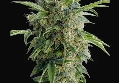 Auto Daiquiri Lime