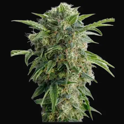 Auto Daiquiri Lime