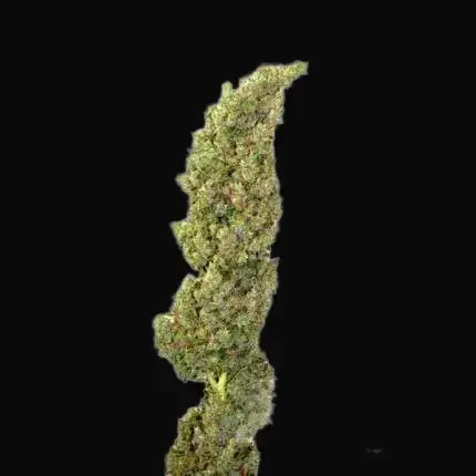 Auto Daiquiri Lime — zdjęcie 2