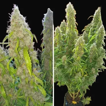 Auto Daiquiri Lime — zdjęcie 5
