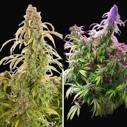 Auto Daiquiri Lime — zdjęcie 3