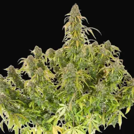 Auto Daiquiri Lime — zdjęcie 4