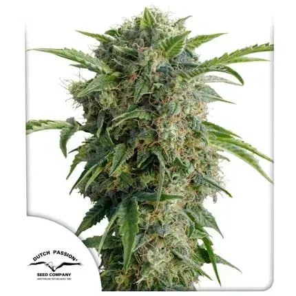 Auto Daiquiri Lime