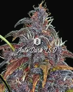 Auto Dark LSD