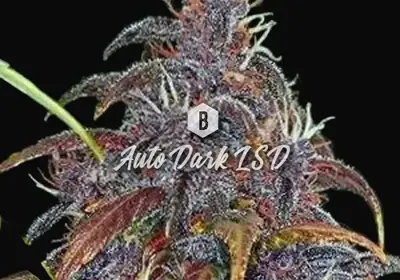 Auto Dark LSD