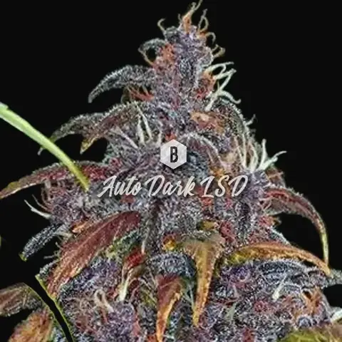 Auto Dark LSD