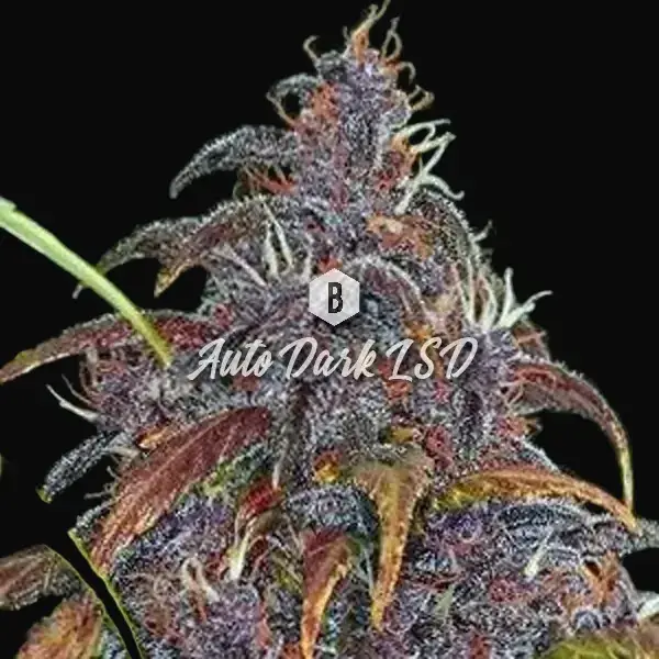 Auto Dark LSD