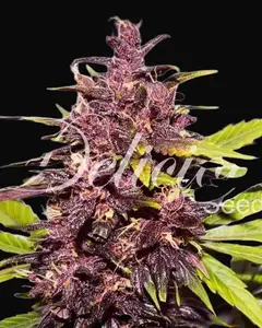 Auto Dark Purple