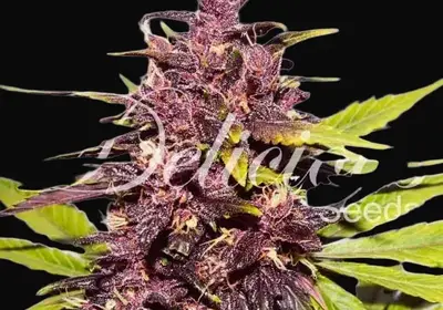 Auto Dark Purple