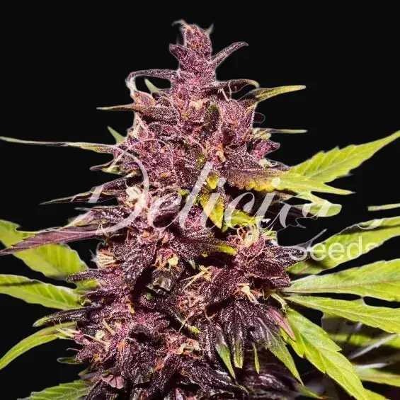 Auto Dark Purple