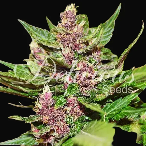 Auto Dark Purple — zdjęcie 4