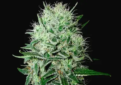 Auto Devil's Kiss