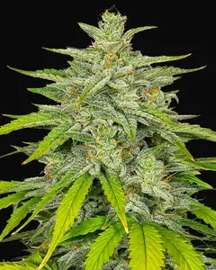 Auto Diesel
