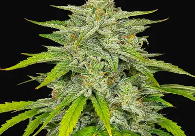 Auto Diesel