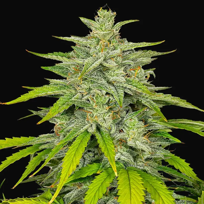 Auto Diesel