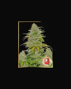 Auto Diesel Mass