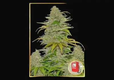 Auto Diesel Mass