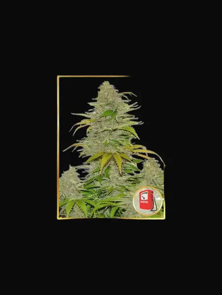 Auto Diesel Mass