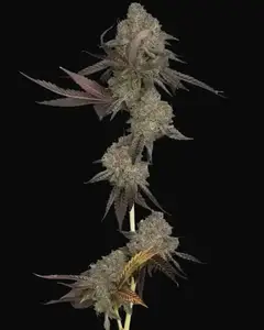 DNA Cake Auto