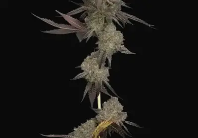 DNA Cake Auto