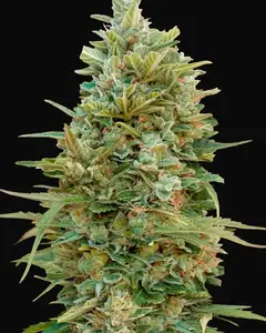 Auto Do Si Dos Cookies