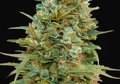 Auto Do Si Dos Cookies