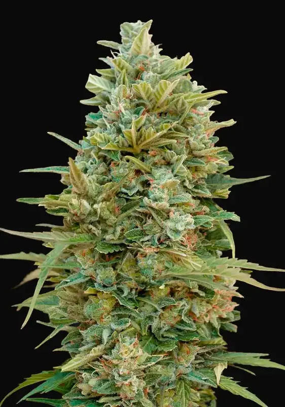 Auto Do Si Dos Cookies