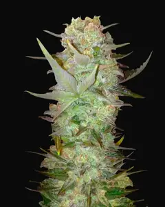 Auto Dubai Poison