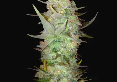Auto Dubai Poison