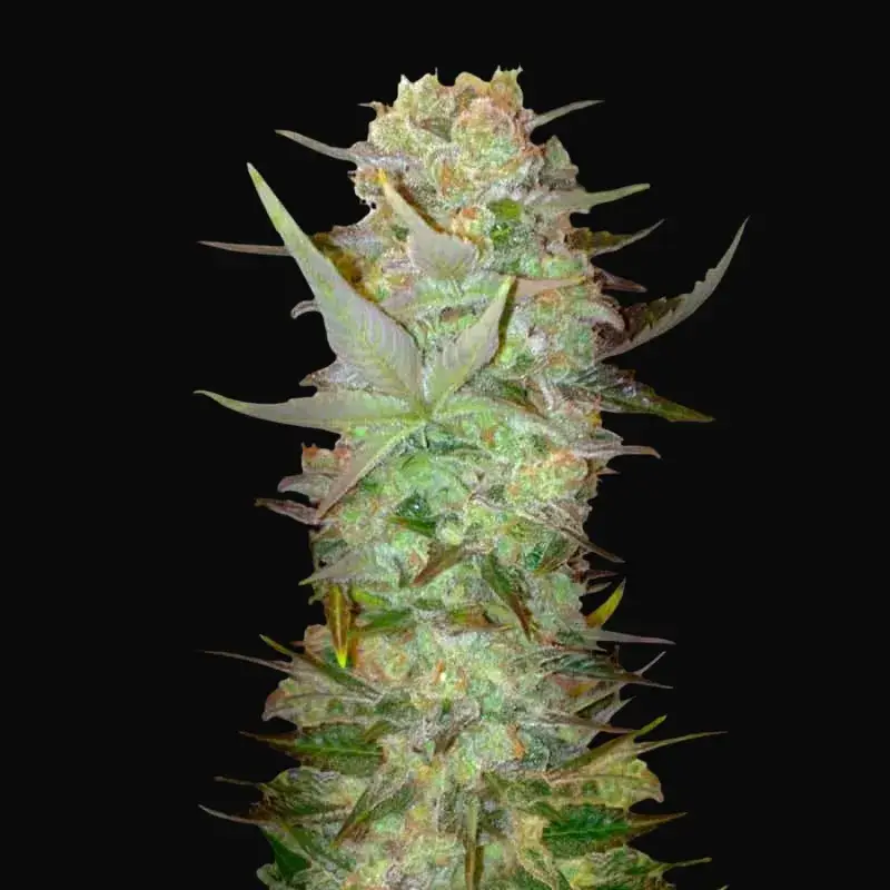 Auto Dubai Poison