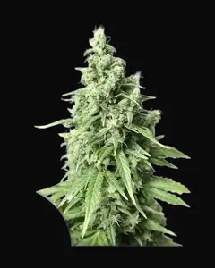 Auto Durban Poison