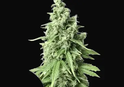 Auto Durban Poison