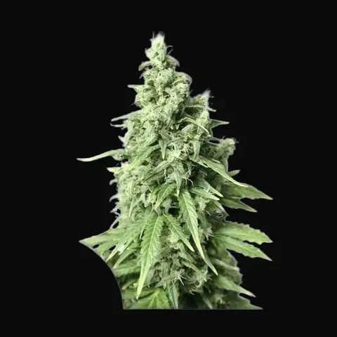 Auto Durban Poison