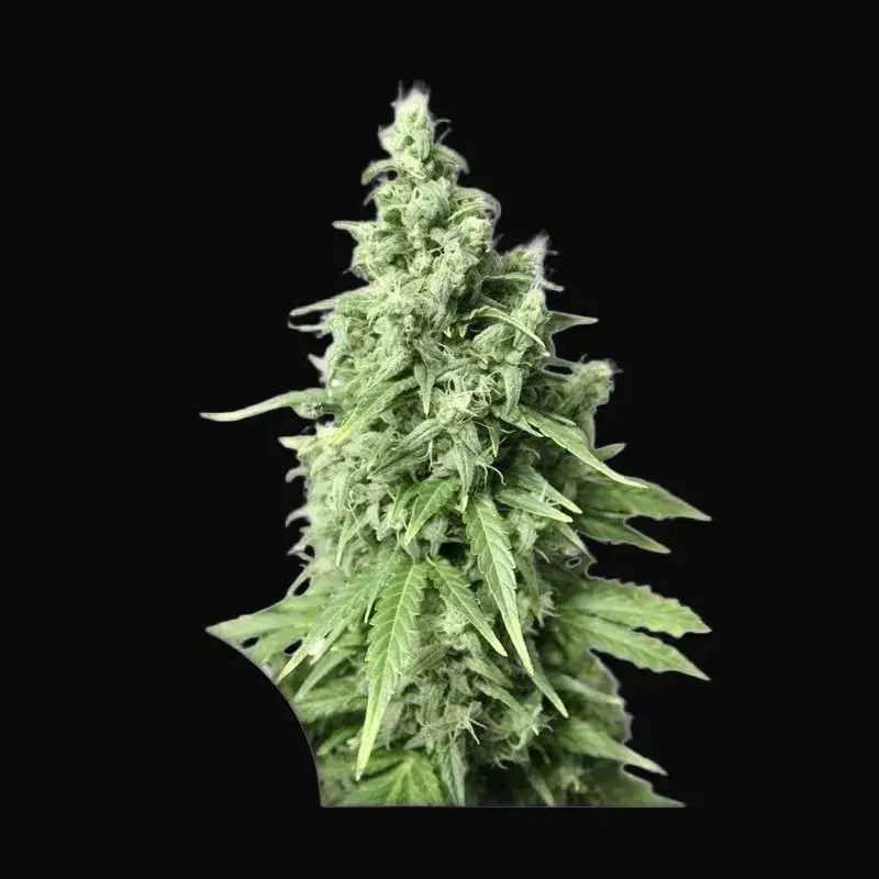 Auto Durban Poison