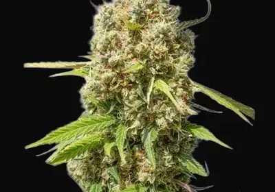 Auto Elephant