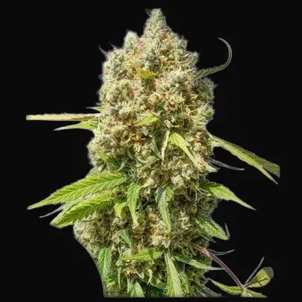 Auto Elephant