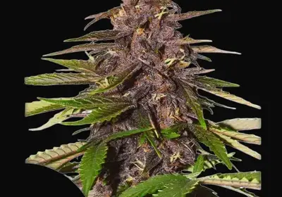 Auto Forbidden Cherry