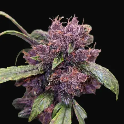 Auto Forbidden Cherry — zdjęcie 5