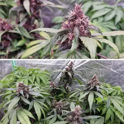 Auto Forbidden Cherry — zdjęcie 2