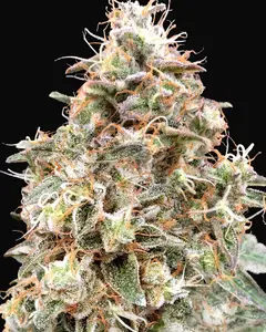 Auto Forbidden Fruit Cake