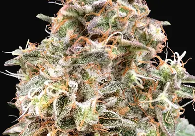 Auto Forbidden Fruit Cake