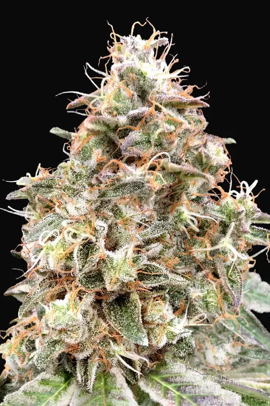 Auto Forbidden Fruit Cake